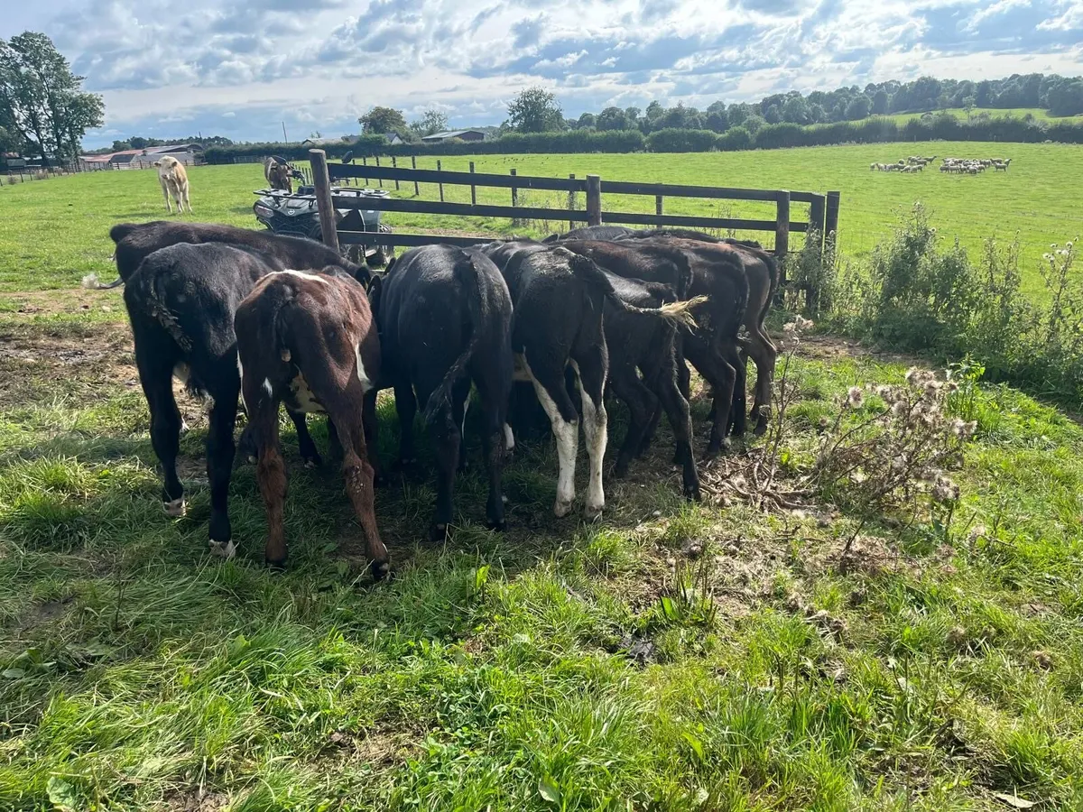 16 weaned  Angus runner heifers - Image 3