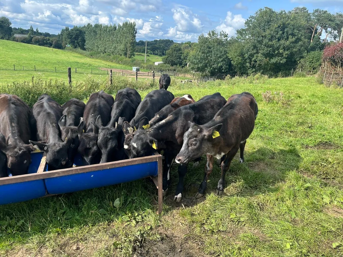 16 weaned  Angus runner heifers - Image 4