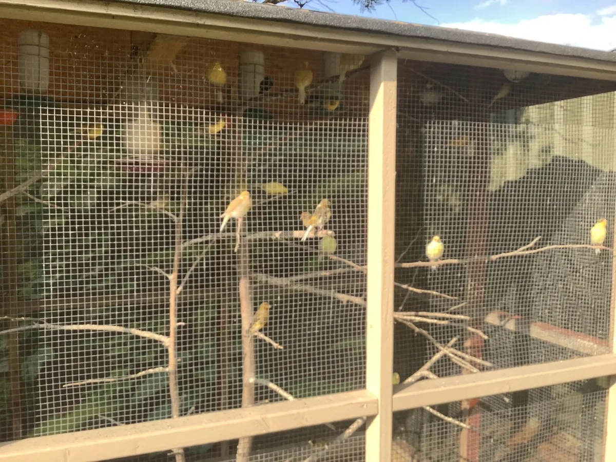 Birds - Image 1