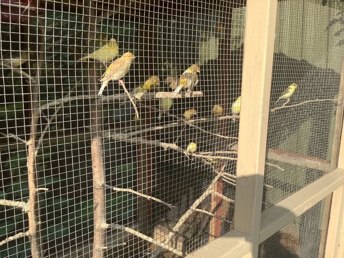 Birds - Image 2