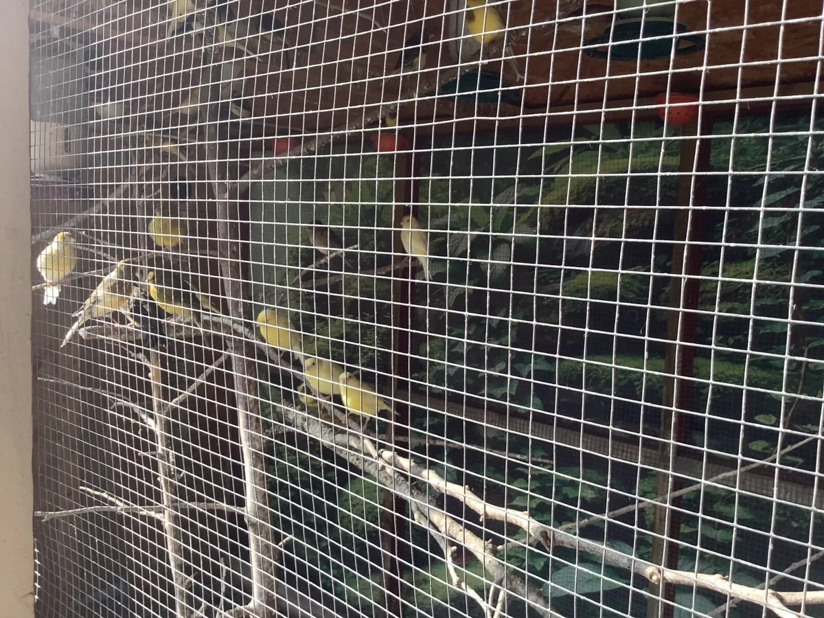 Birds - Image 3