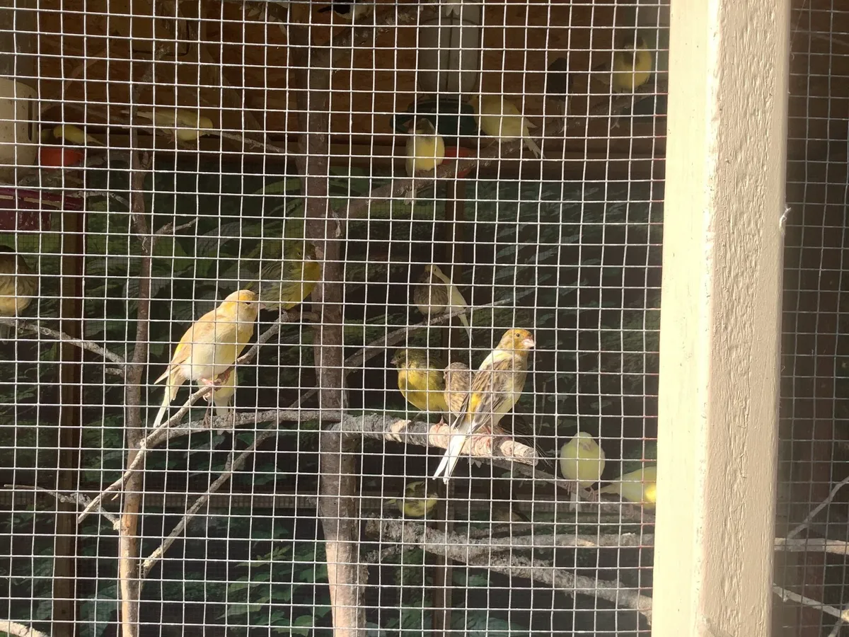 Birds - Image 4