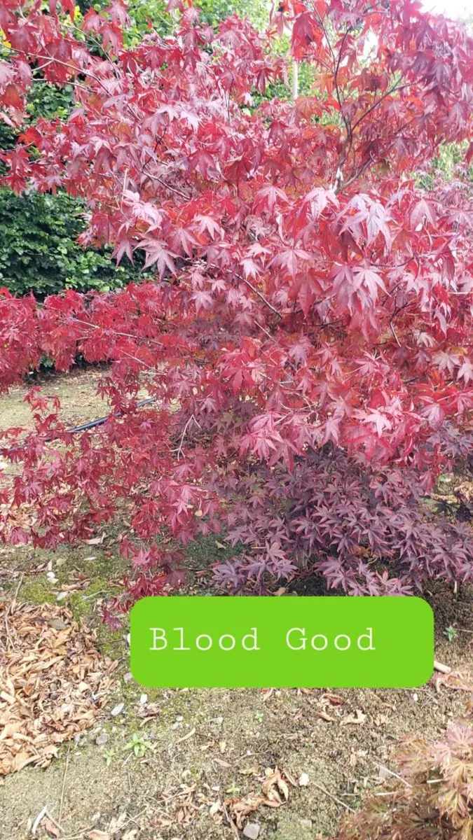 Japanese Maples 6 ft. Delivery available - Image 1