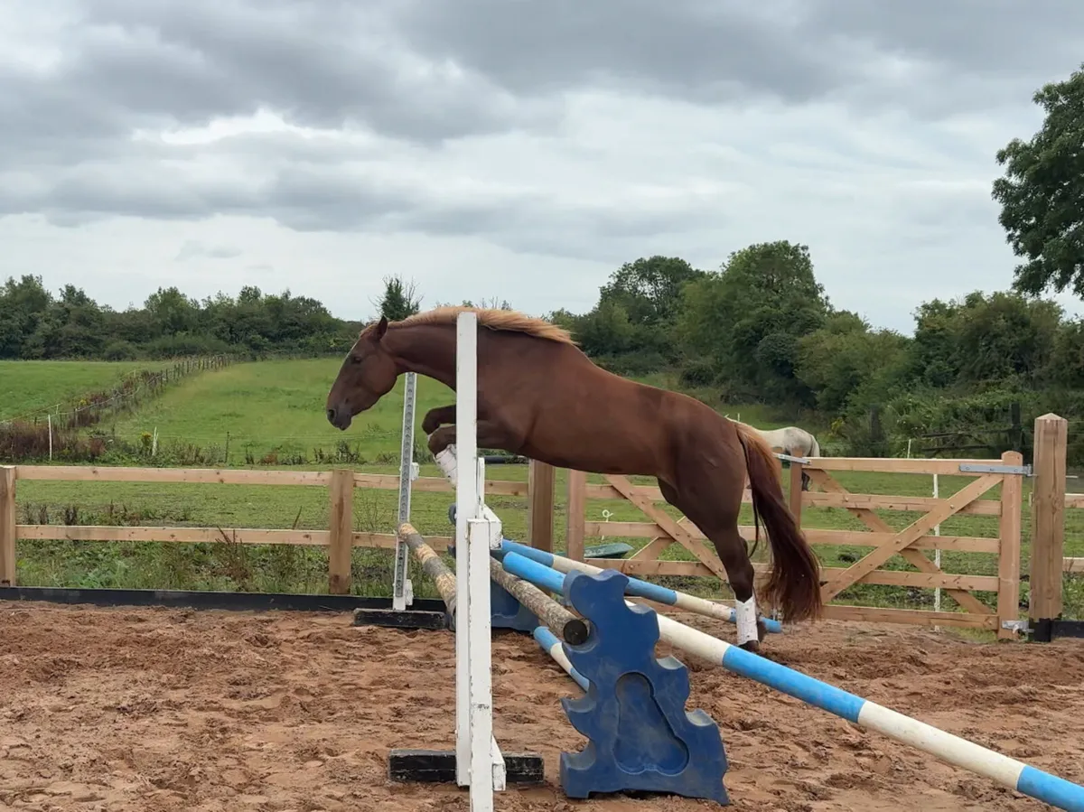 3yo ISH Pony! - Image 1
