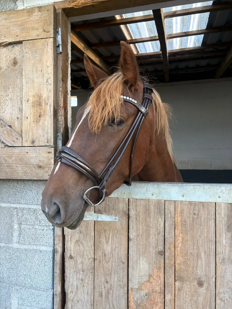 3yo ISH Pony! - Image 2