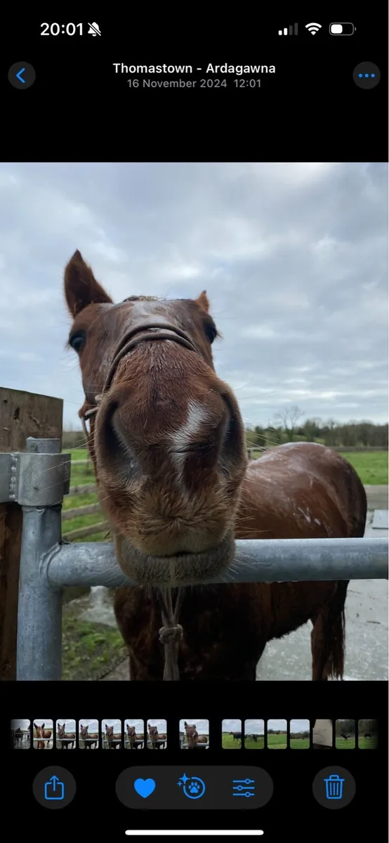 3yo ISH Pony! - Image 3