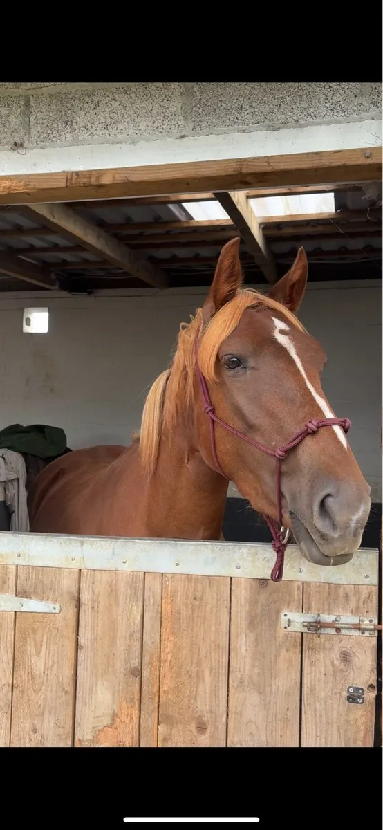 3yo ISH Pony! - Image 4