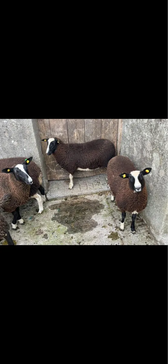 Ewe lambs - Image 1