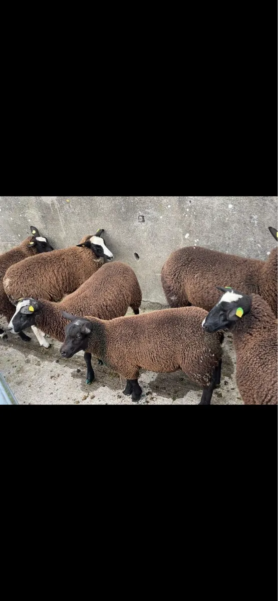 Ewe lambs - Image 2