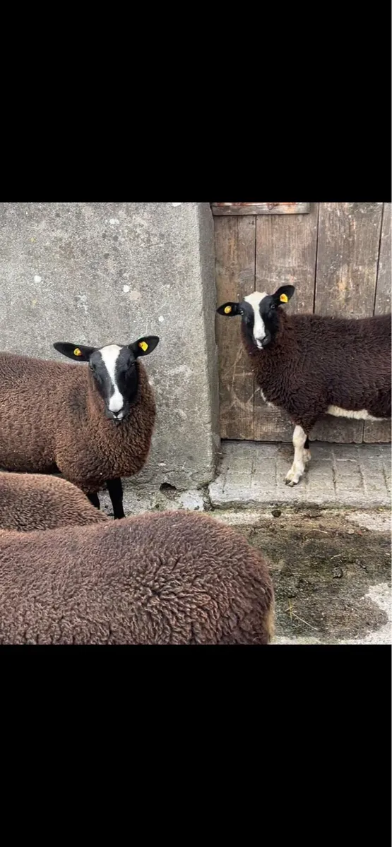 Ewe lambs - Image 3