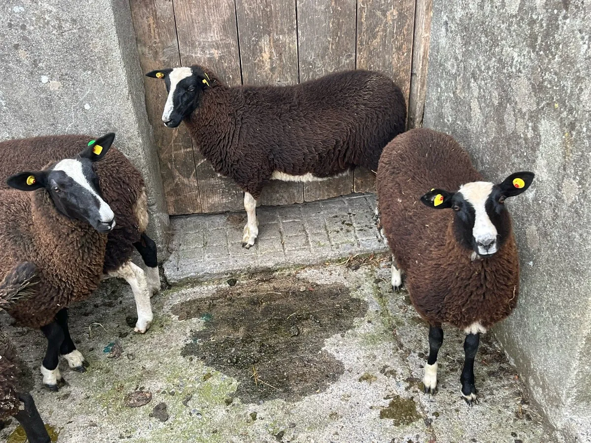 Ewe lambs - Image 4