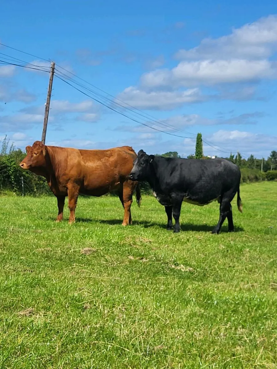Incalf heifers - Image 2