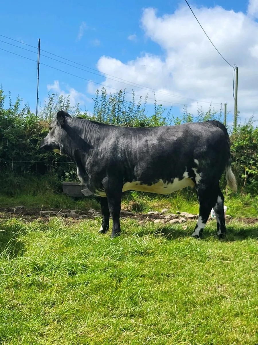 Incalf heifers - Image 3
