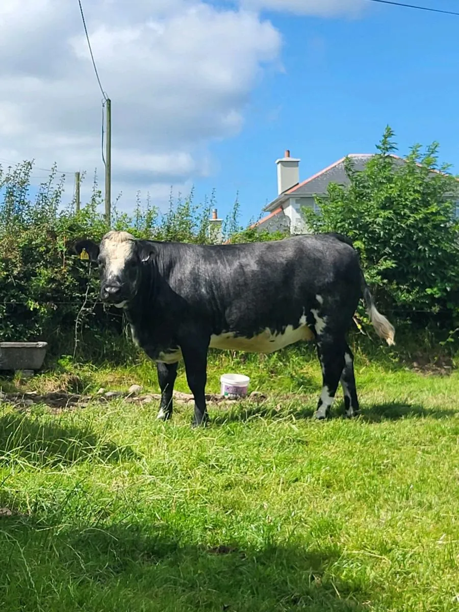 Incalf heifers - Image 4