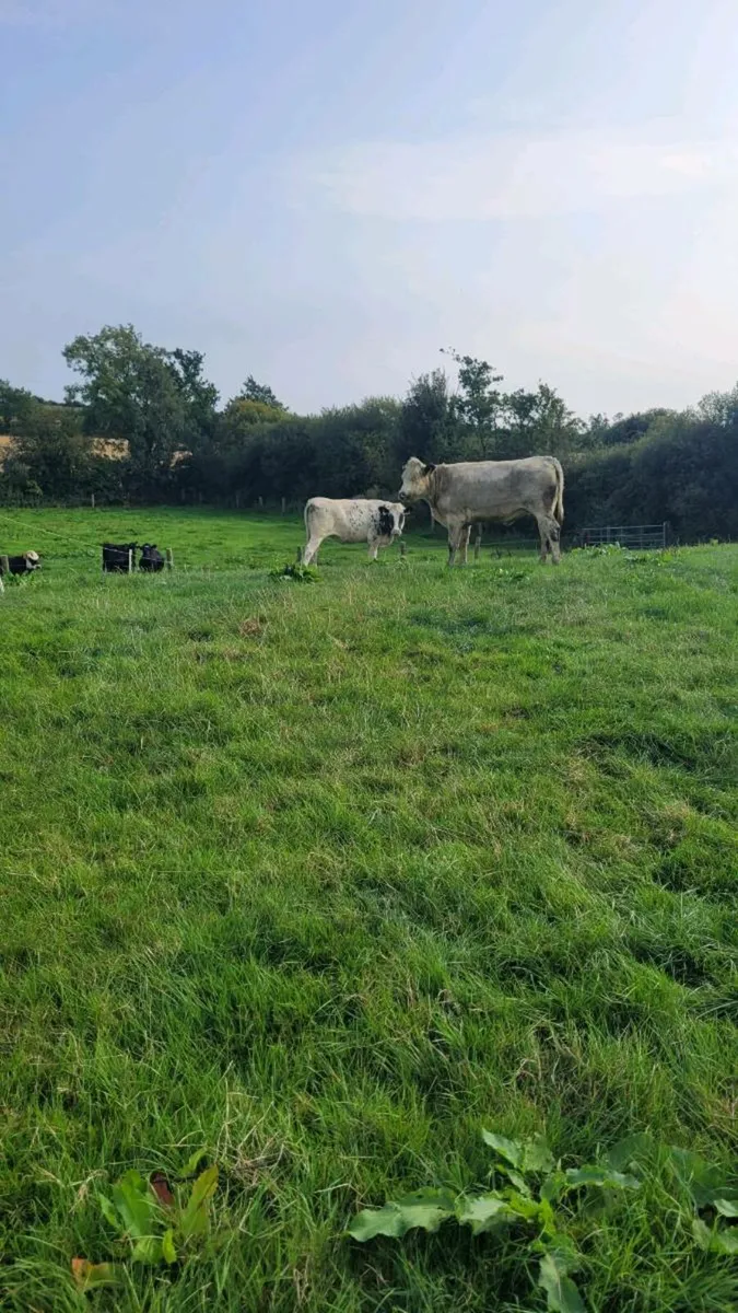 2 bb and 1 lim heifer - Image 4