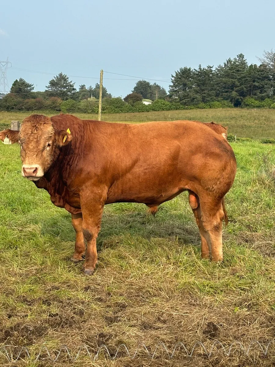 Limousin Bull - Image 1