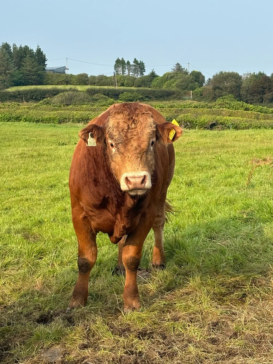 Limousin Bull - Image 2