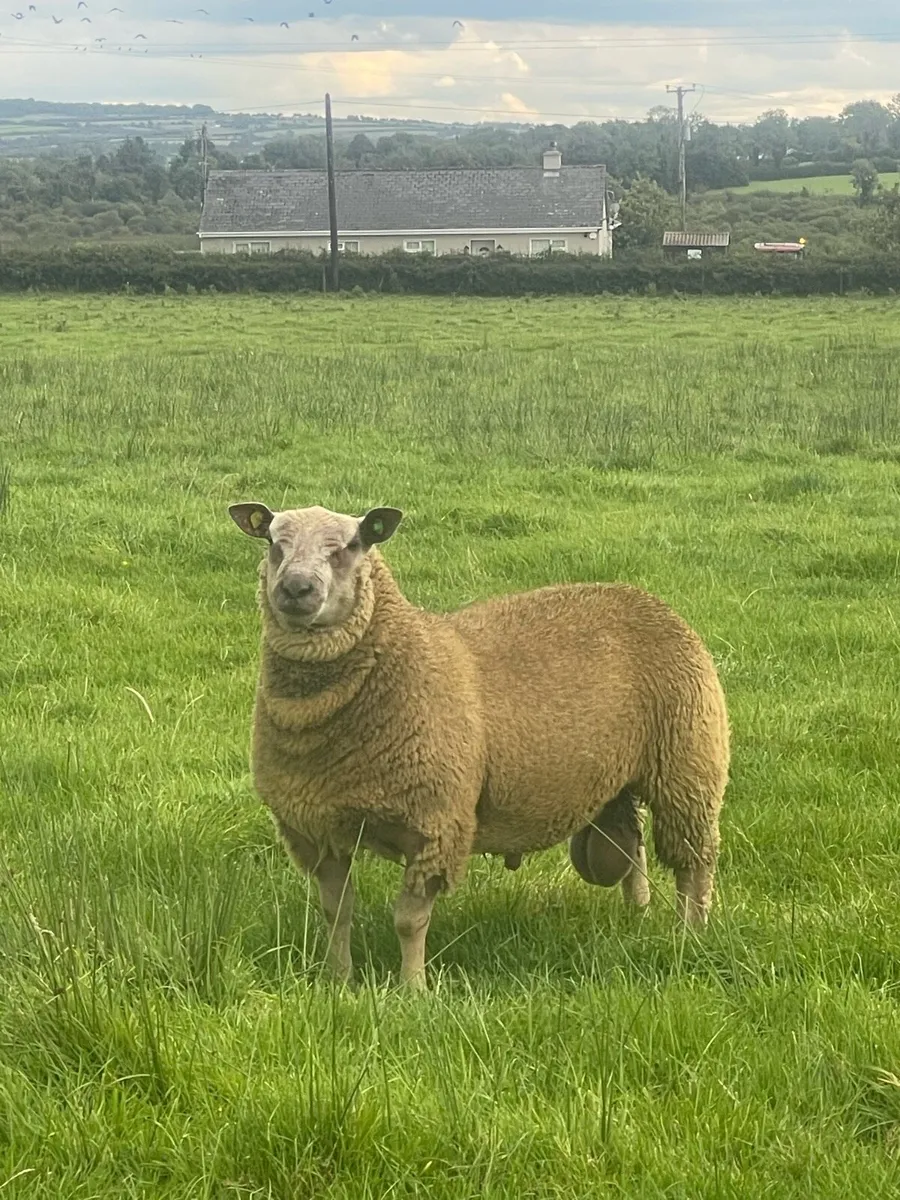 Lot 30 ICSS SALE ROSCOMMON 16TH AUGUST - Image 1