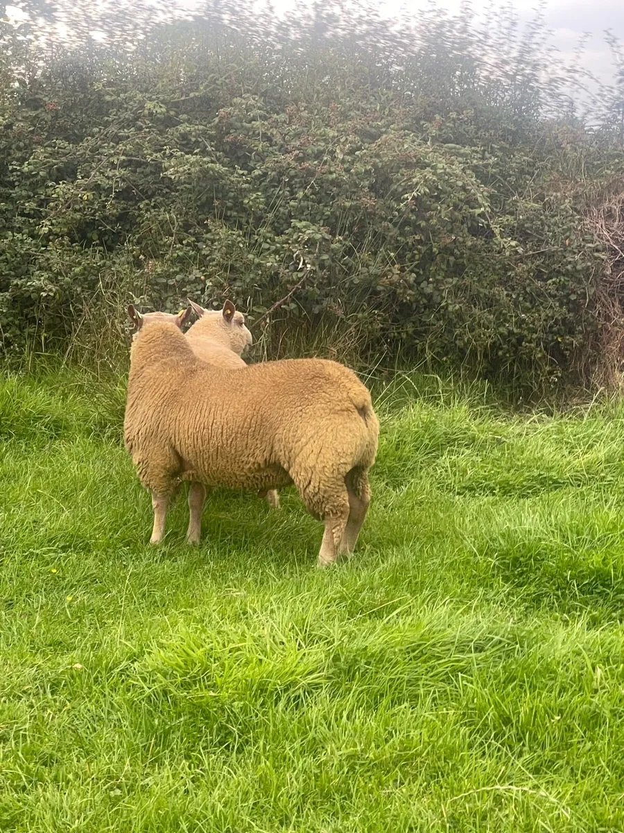Lot 30 ICSS SALE ROSCOMMON 16TH AUGUST - Image 2