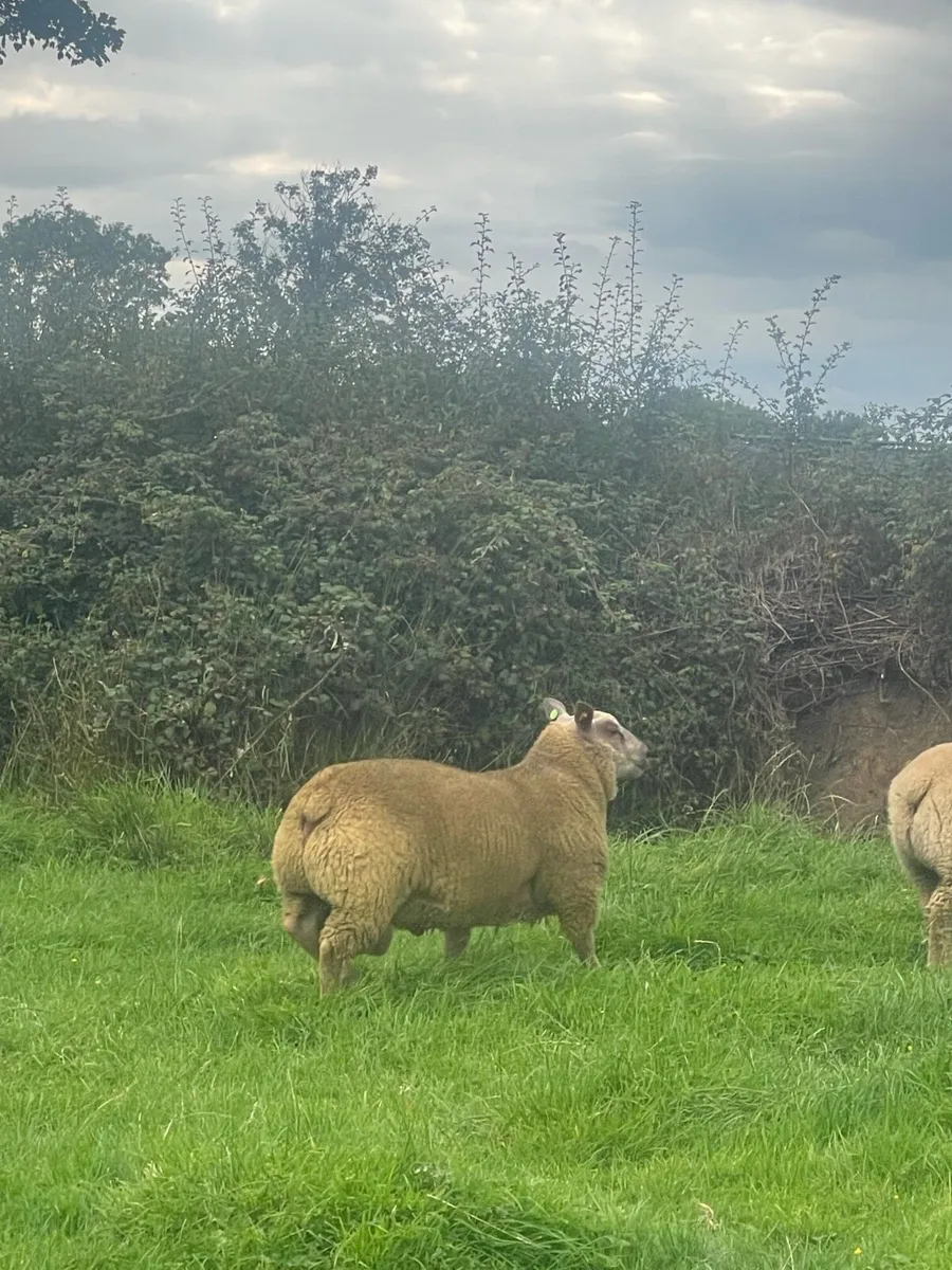Lot 30 ICSS SALE ROSCOMMON 16TH AUGUST - Image 3