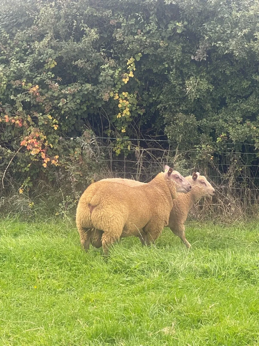 Lot 30 ICSS SALE ROSCOMMON 16TH AUGUST - Image 4