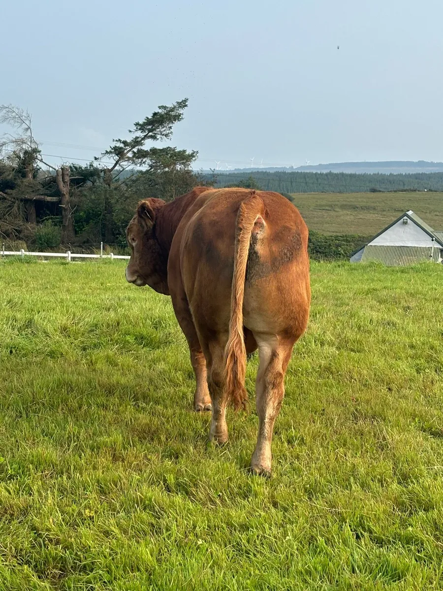 Limousin Bull - Image 3