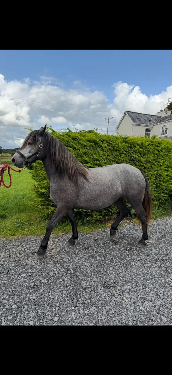2 year old filly - Image 3
