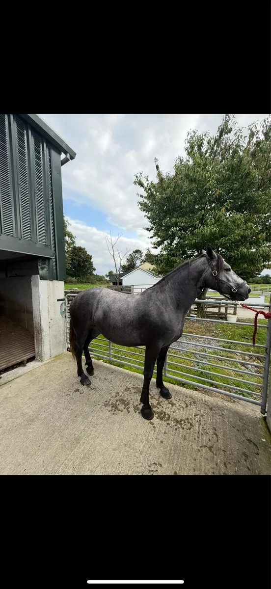 2 year old filly - Image 2