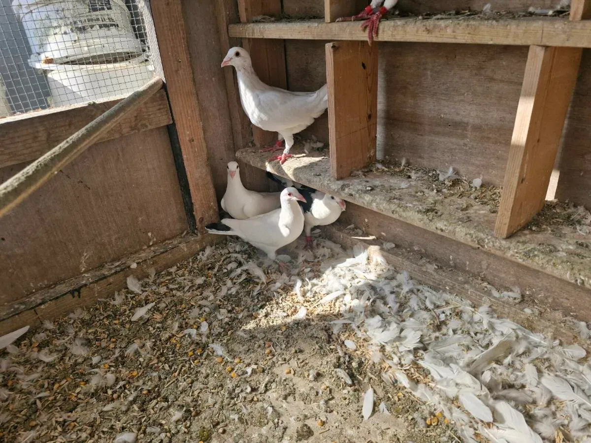 Pigeons - Image 1