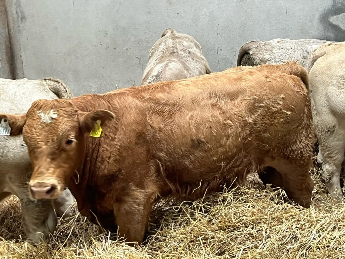 Super Charolais Bull Weanlings - Image 1