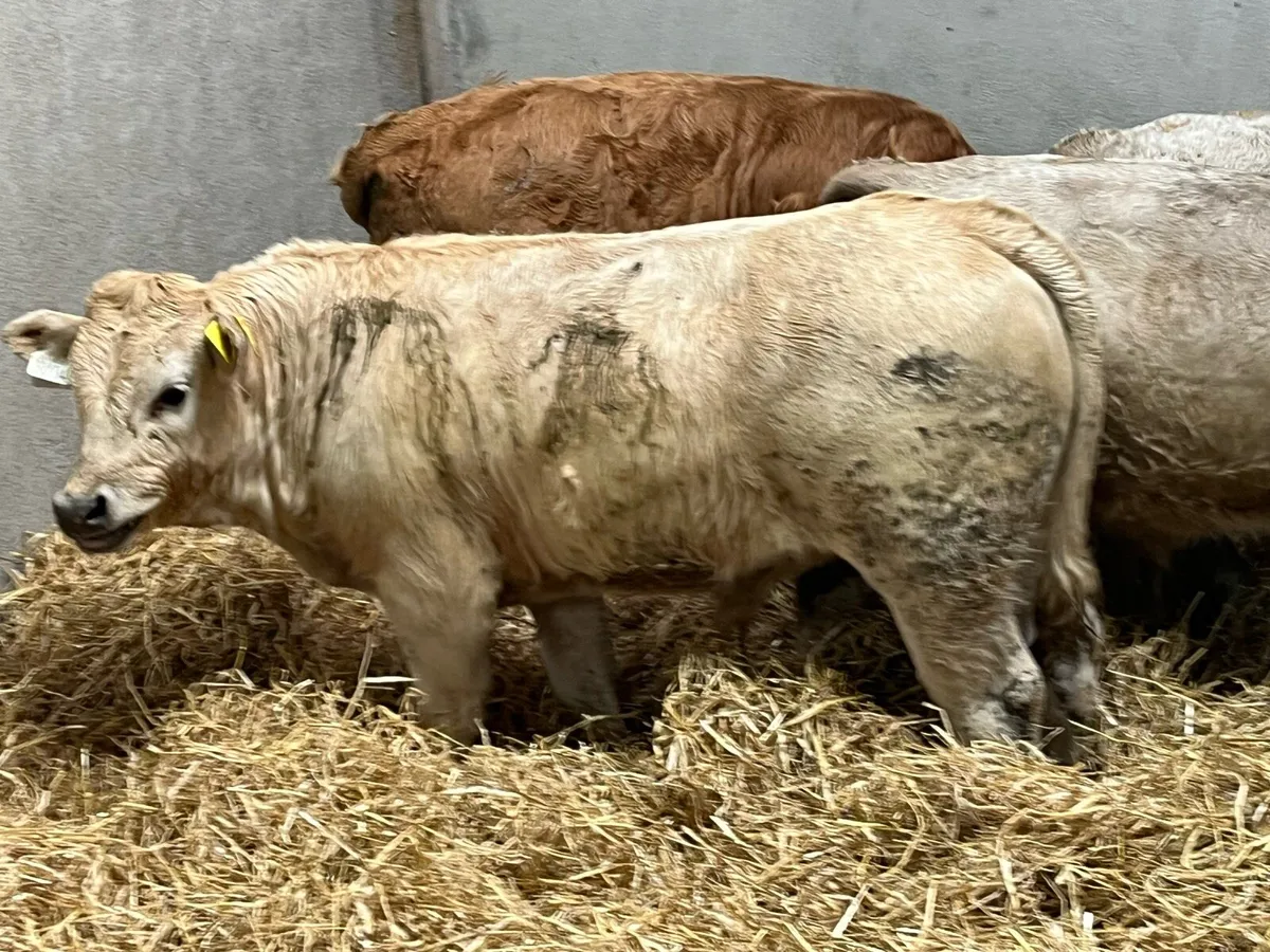 Super Charolais Bull Weanlings - Image 2