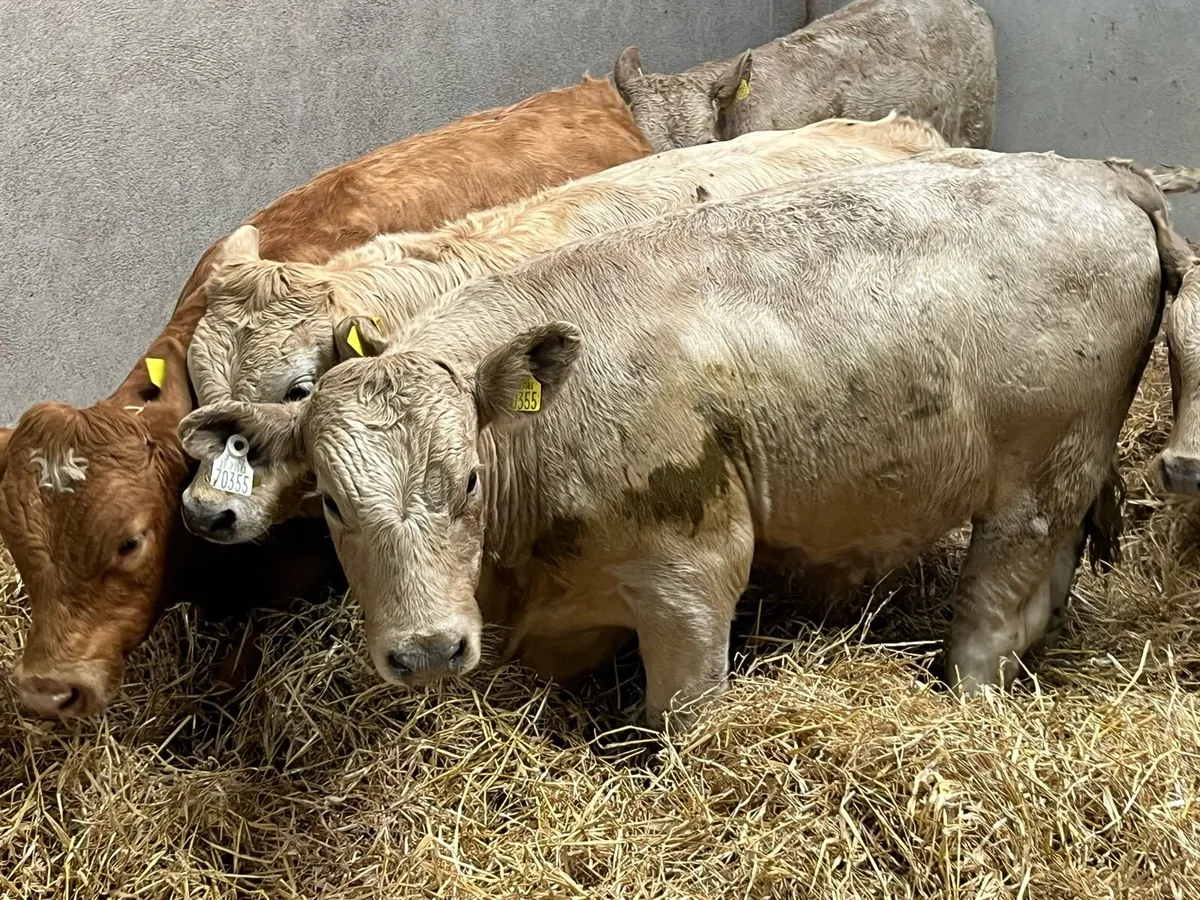 Super Charolais Bull Weanlings - Image 3