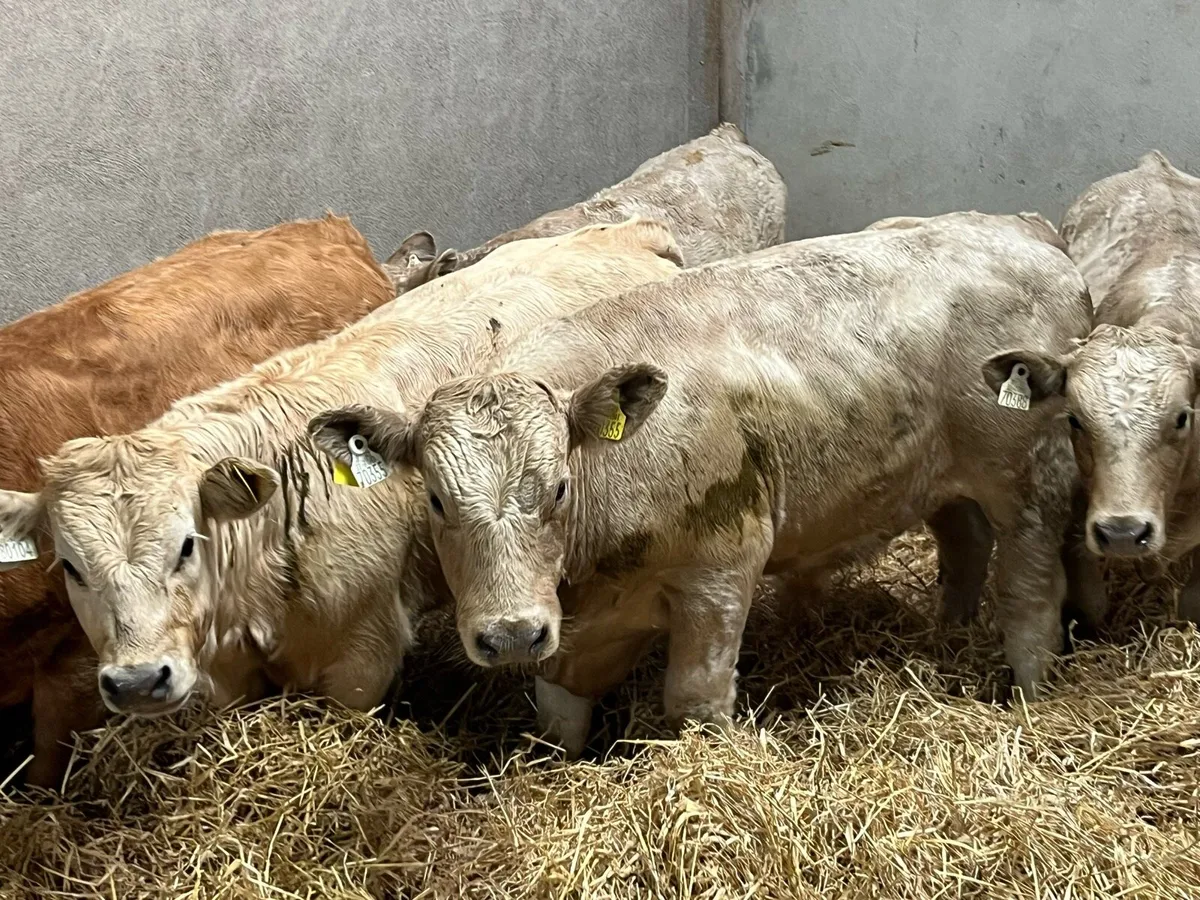 Super Charolais Bull Weanlings - Image 4
