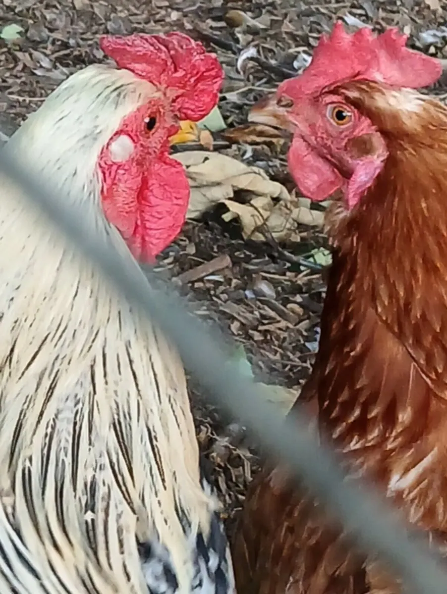Poultry - Image 3