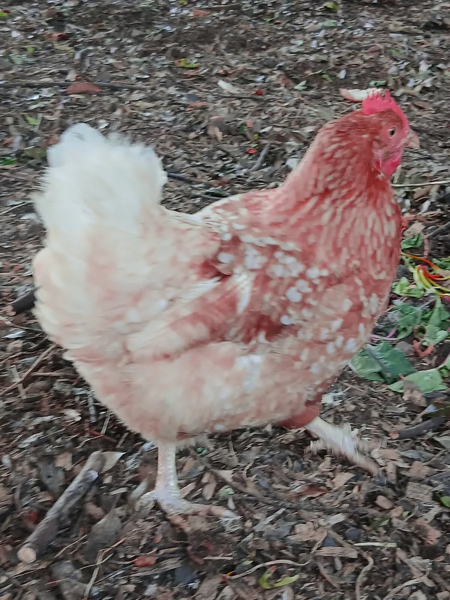 Poultry - Image 4