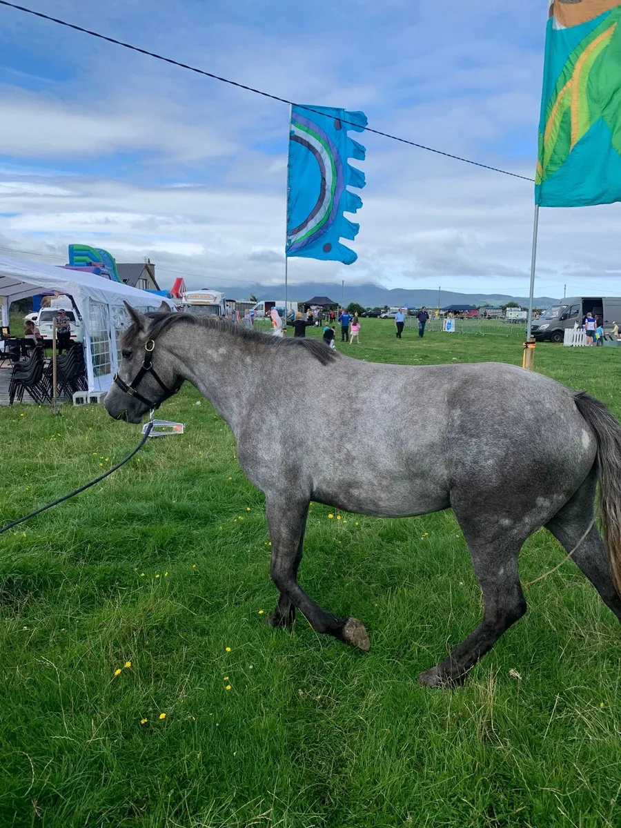 Connemara x draft - Image 2