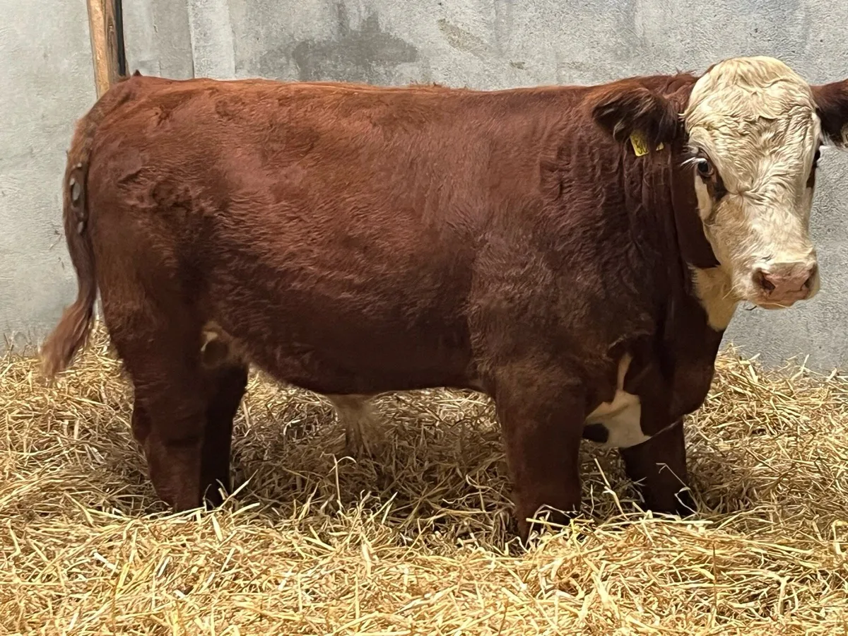 Serious Suckler Bred AA HE Bull Weanlings - Image 2