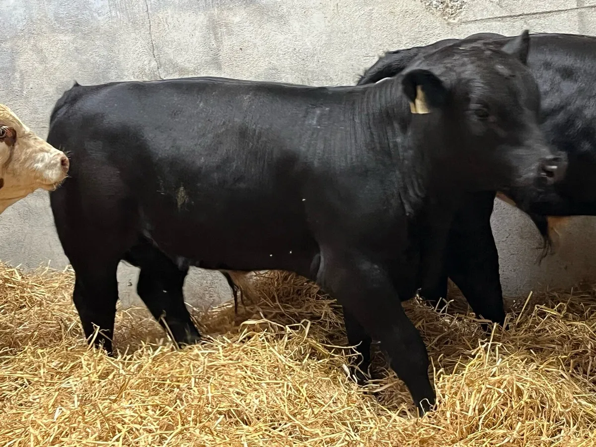 Serious Suckler Bred AA HE Bull Weanlings - Image 3