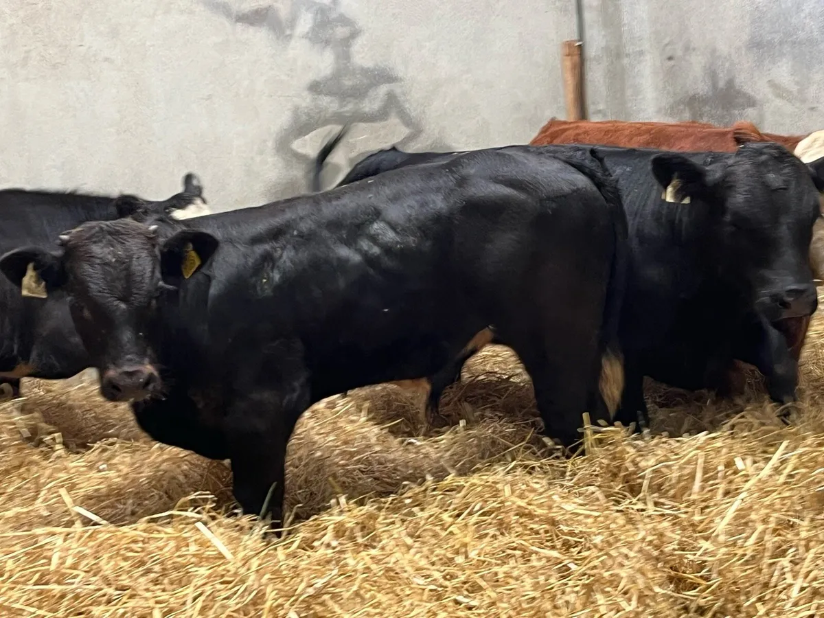 Serious Suckler Bred AA HE Bull Weanlings - Image 1