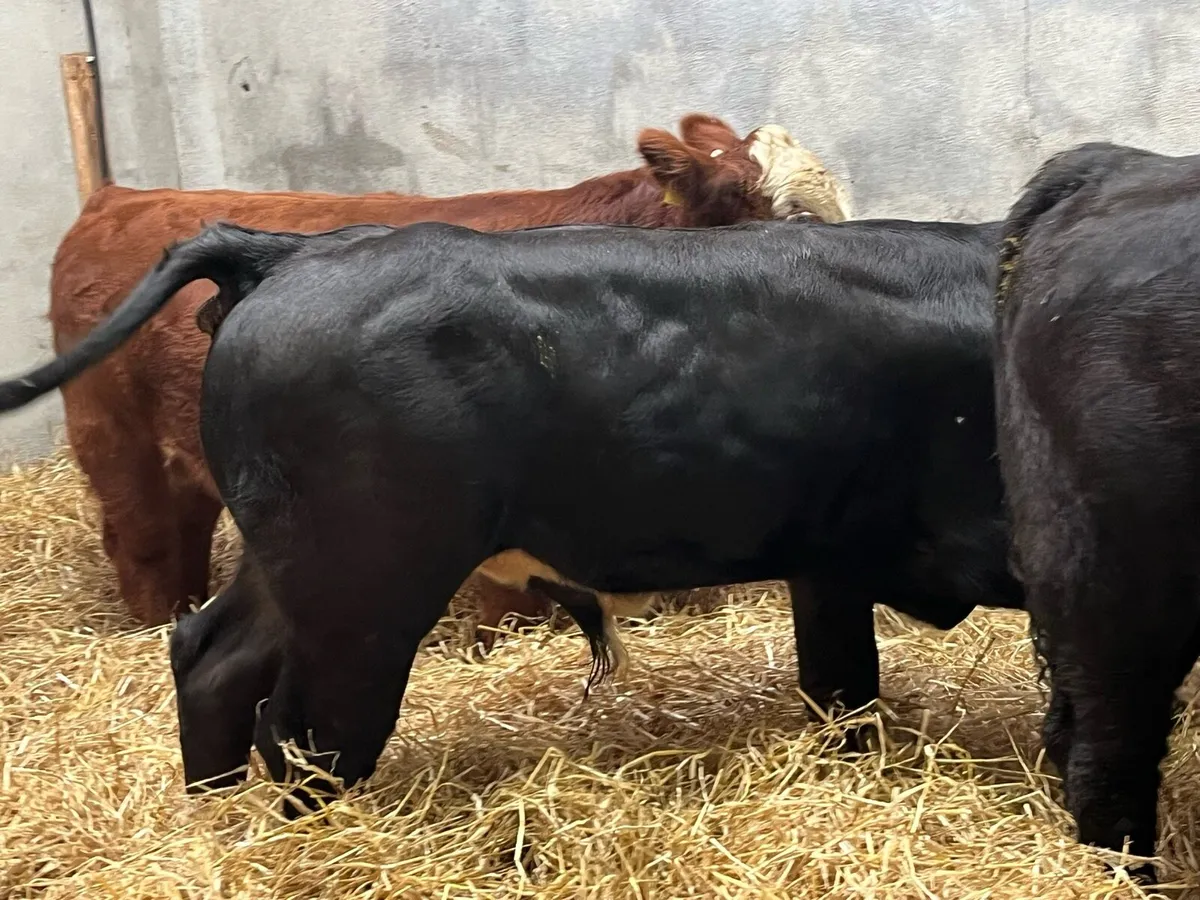 Serious Suckler Bred AA HE Bull Weanlings - Image 4