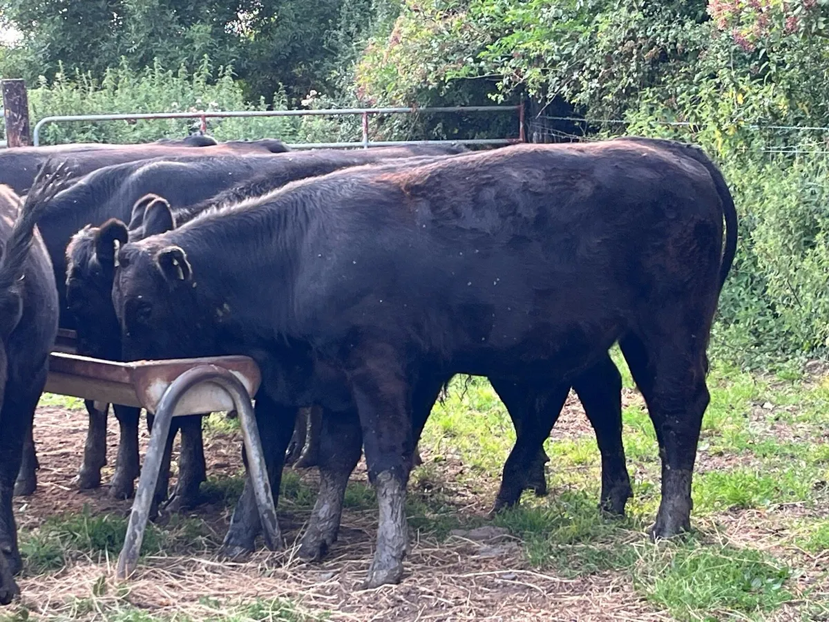 Super 400Kg LIM Store Bullocks - Image 1