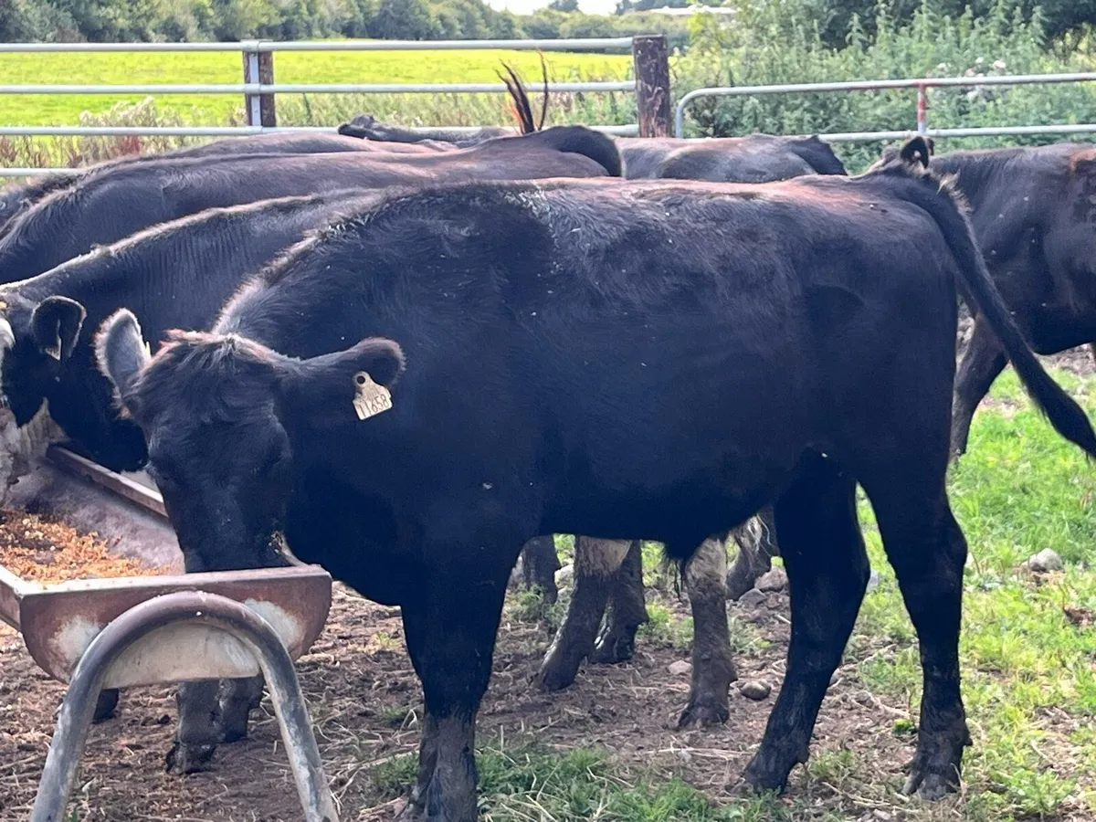 Super 400Kg LIM Store Bullocks - Image 3