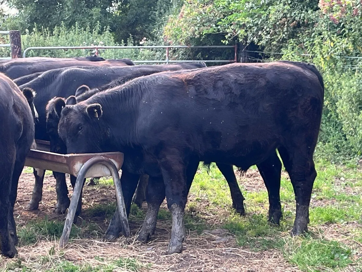Super 400Kg LIM Store Bullocks - Image 4