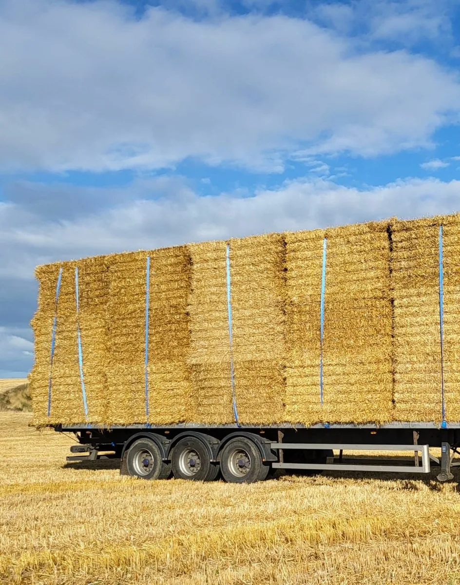 Barley and Wheat Straw 8x4x4 and 8x4x3 - Image 2