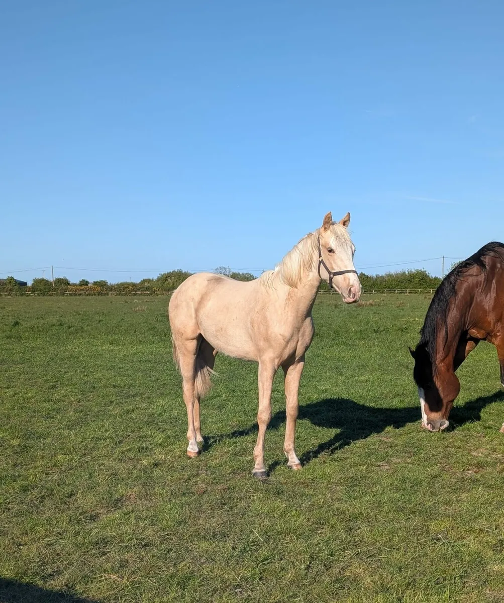 Bruce Lodge Stud & Livery - Image 3
