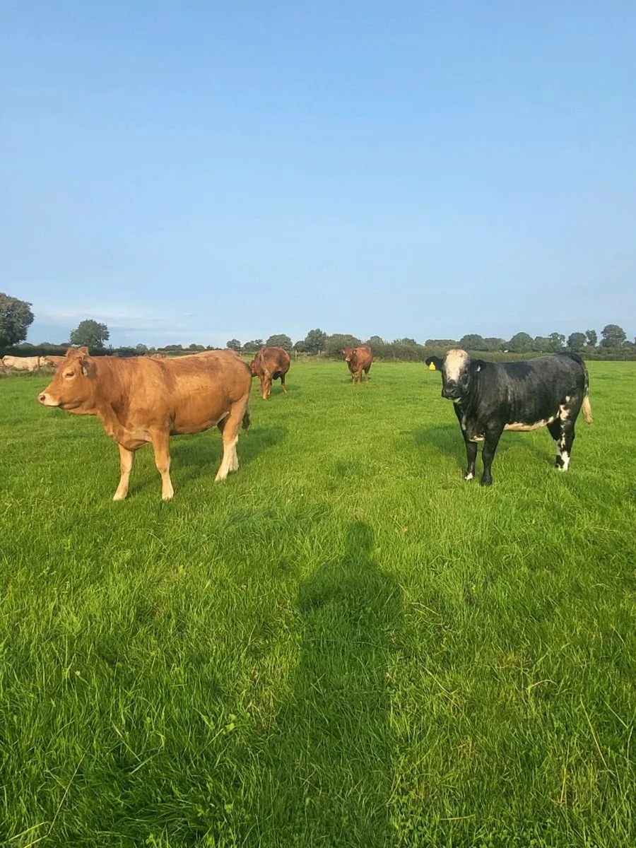 Incalf heifers - Image 1
