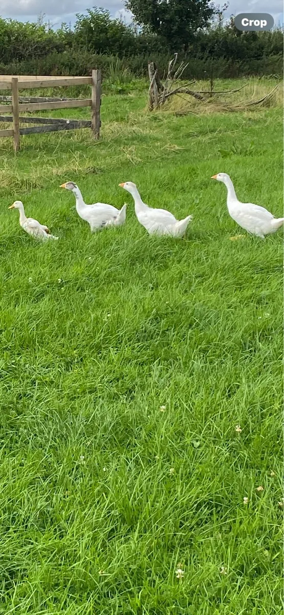 Goslings,Gunieafowl,roosters And hen and chicks - Image 1