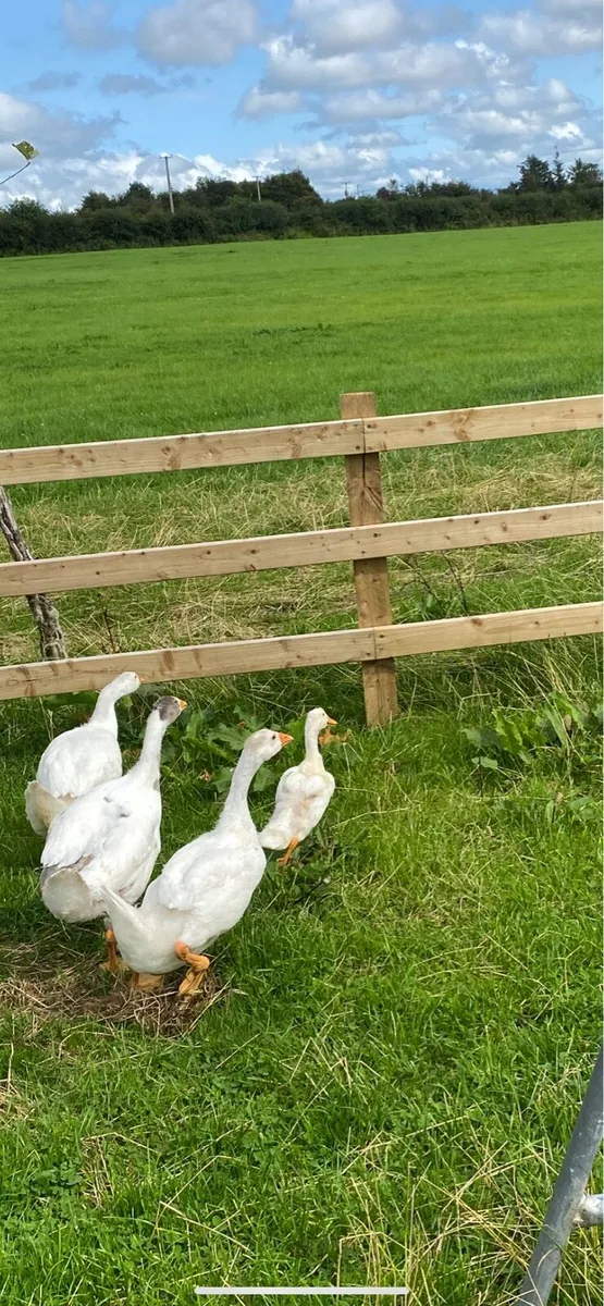 Goslings,Gunieafowl,roosters And hen and chicks - Image 2