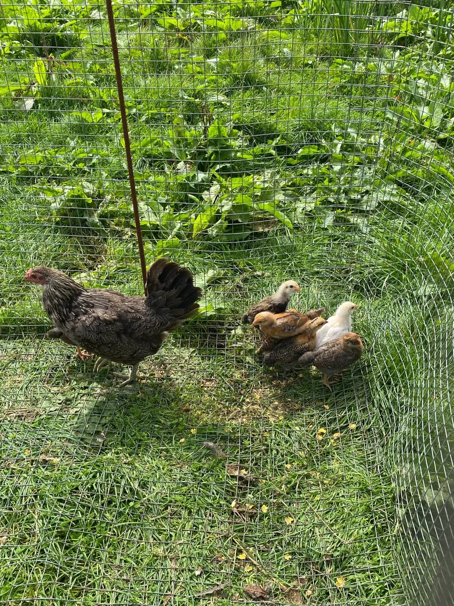 Goslings,Gunieafowl,roosters And hen and chicks - Image 3