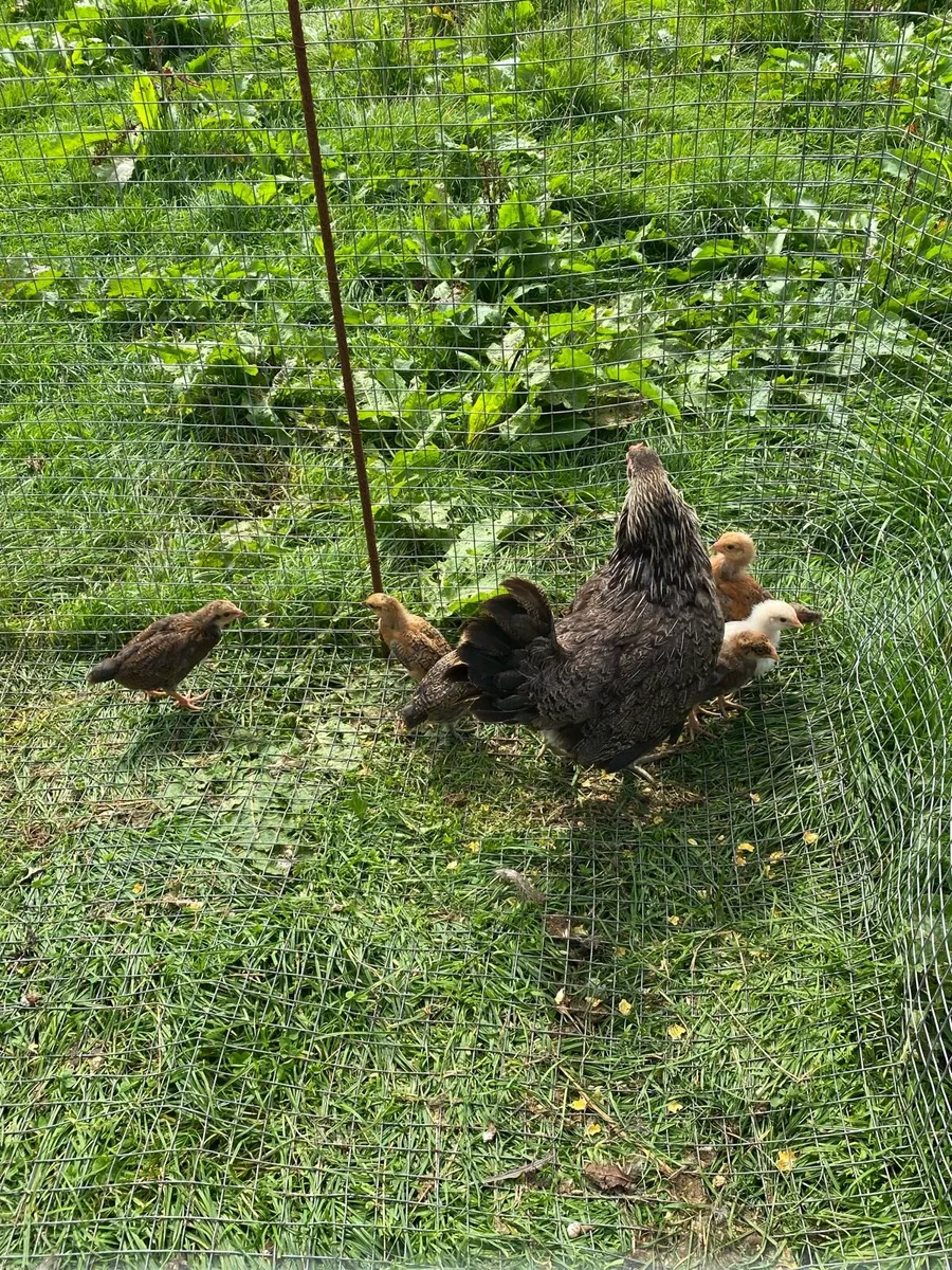 Goslings,Gunieafowl,roosters And hen and chicks - Image 4